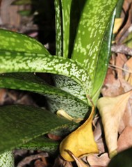 Gasteria acinacifolia