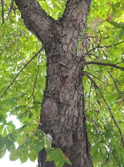 Aesculus