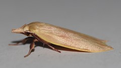 Wingia rectiorella