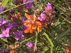 Pultenaea paleacea