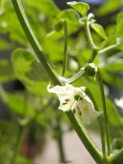 Capsicum baccatum praetermissum