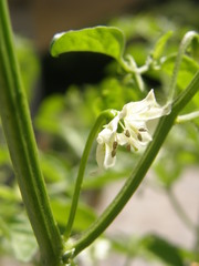 Capsicum baccatum praetermissum