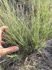 Muhlenbergia cuspidata
