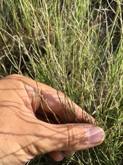 Muhlenbergia cuspidata