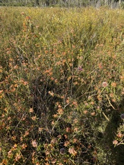 Pultenaea paleacea