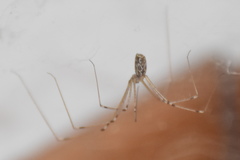 Holocnemus pluchei