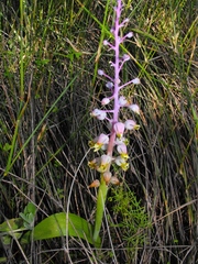 Lachenalia mutabilis