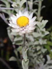 Achyranthemum