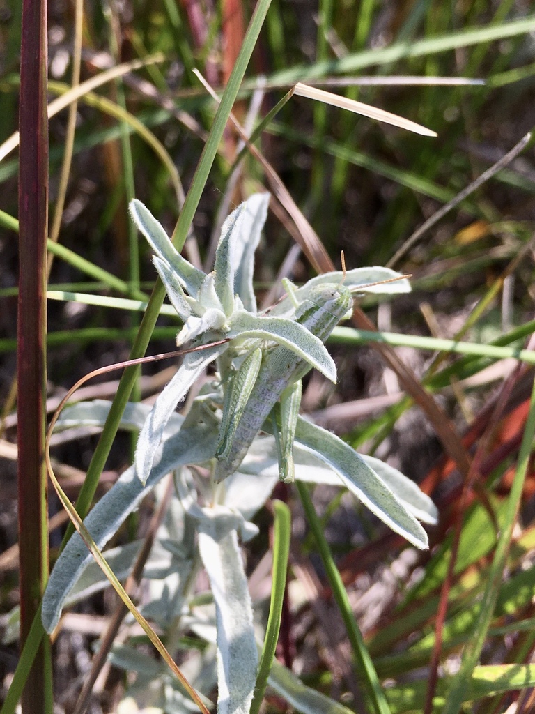 Cudweed Grasshopper