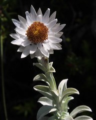 Achyranthemum