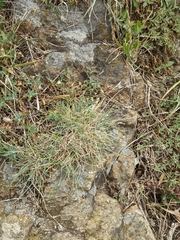 Festuca longifolia