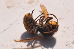 Vespa crabro