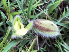 Crotalaria calycina