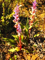 Lachenalia membranacea