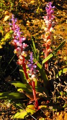 Lachenalia membranacea