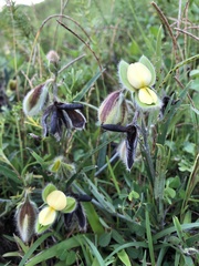 Crotalaria calycina