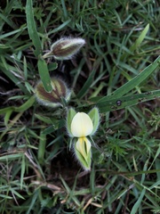 Crotalaria calycina