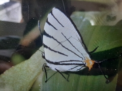 Arawacus leucogyna
