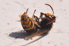 Vespa crabro