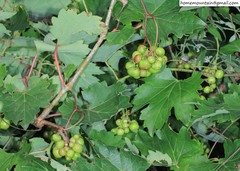 Ampelopsis humulifolia