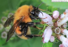 Bombus koreanus