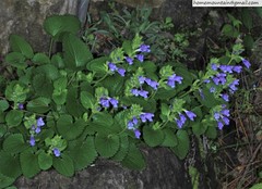 Dracocephalum rupestre