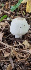 Agaricus campestris