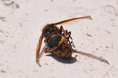 Vespa crabro