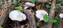 Agaricus campestris