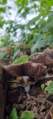 Agaricus campestris