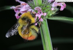 Bombus pyrosoma