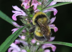 Bombus ganjsuensis