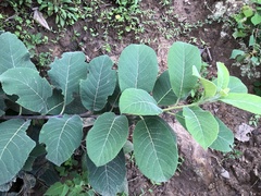 Ehretia dicksonii