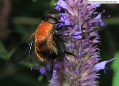 Volucella jeddona