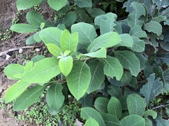 Ehretia dicksonii