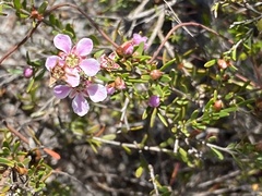 Leptospermum semibaccatum
