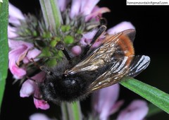 Bombus coreanus