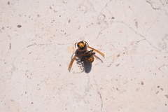 Vespa crabro