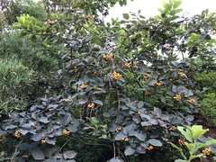 Ehretia dicksonii