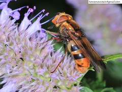 Volucella bivitta