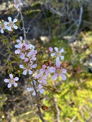 Leptospermum semibaccatum