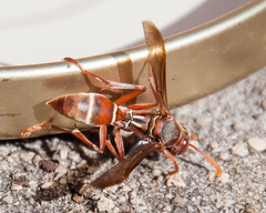 Polistes marginalis