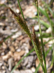 Carex oshimensis