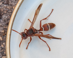 Polistes marginalis