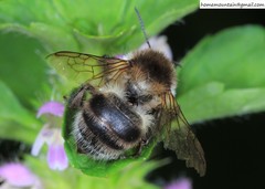 Bombus pseudobaicalensis