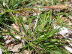 Carex oshimensis