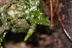 Symphyogyna subsimplex