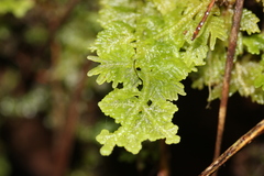 Trichocolea hatcheri