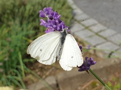 Pieris rapae
