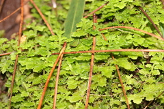 Trichocolea hatcheri